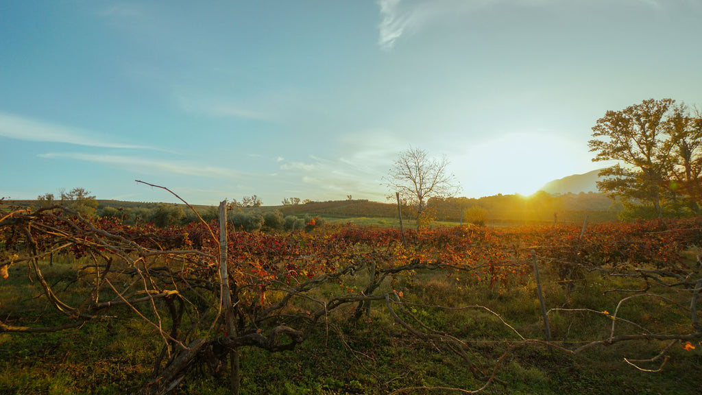 Nativ Suadens Red 2021 Nativ 'Suadens' Rosso Campania