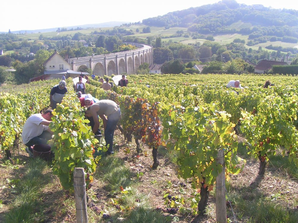 Domaine Gerard Fiou