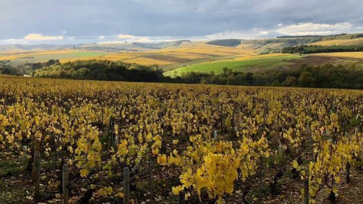 Domaine Vincent Wengier