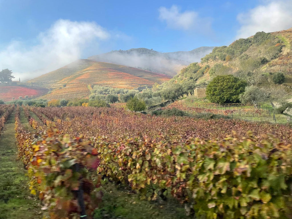 Vineyard with colorful rows of grapes on a hilly landscape under a blue sky.
