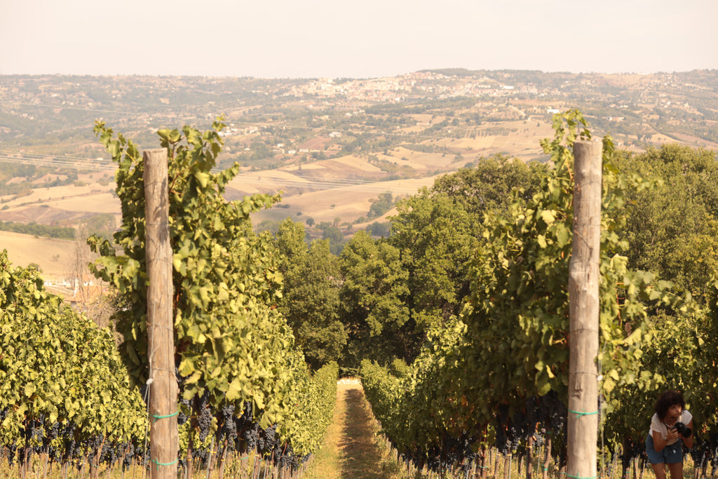2023 Nativ Centoviti Rosé Campania