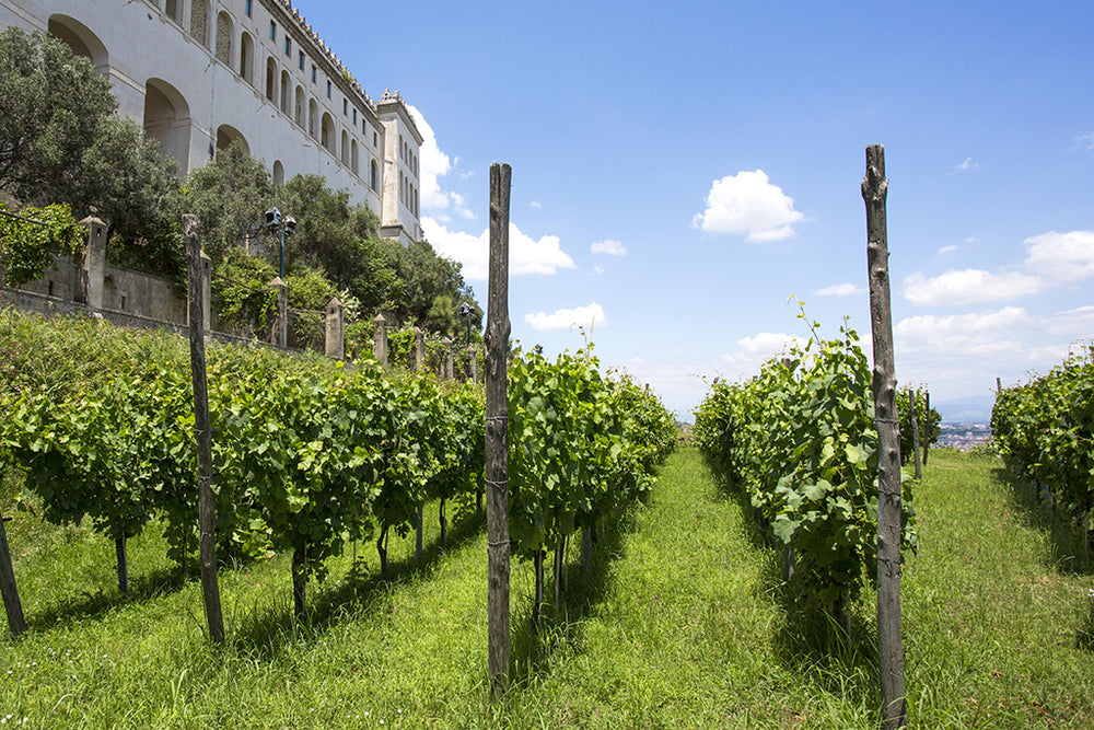 La Vigna di San Martino 