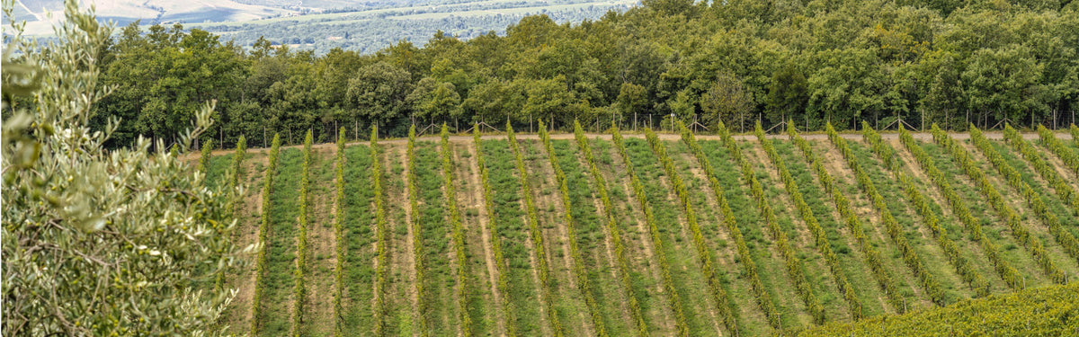 Scenic landscape featuring neatly lined rows of grapevines planting along a sloping hill at the Le Ragnaie estate, bordered by a dense green forest in the background and an olive tree branch in the foreground.