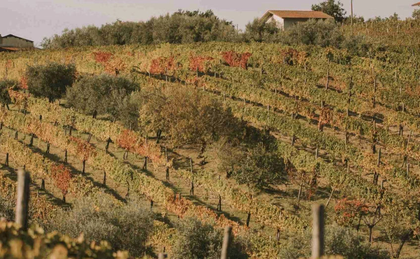 Montedidio