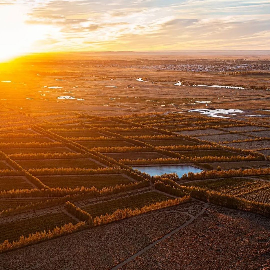 Otronia winery vineyard landscape in Patagonia, Argentina, aerial view of structured vineyard plots with waterways and golden sunset over expansive terrain