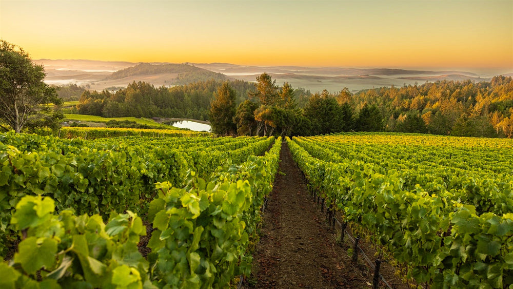 Platt Vineyard 