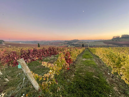 Quinta do Pinto vineyard with autumnal colors under a clear sky.