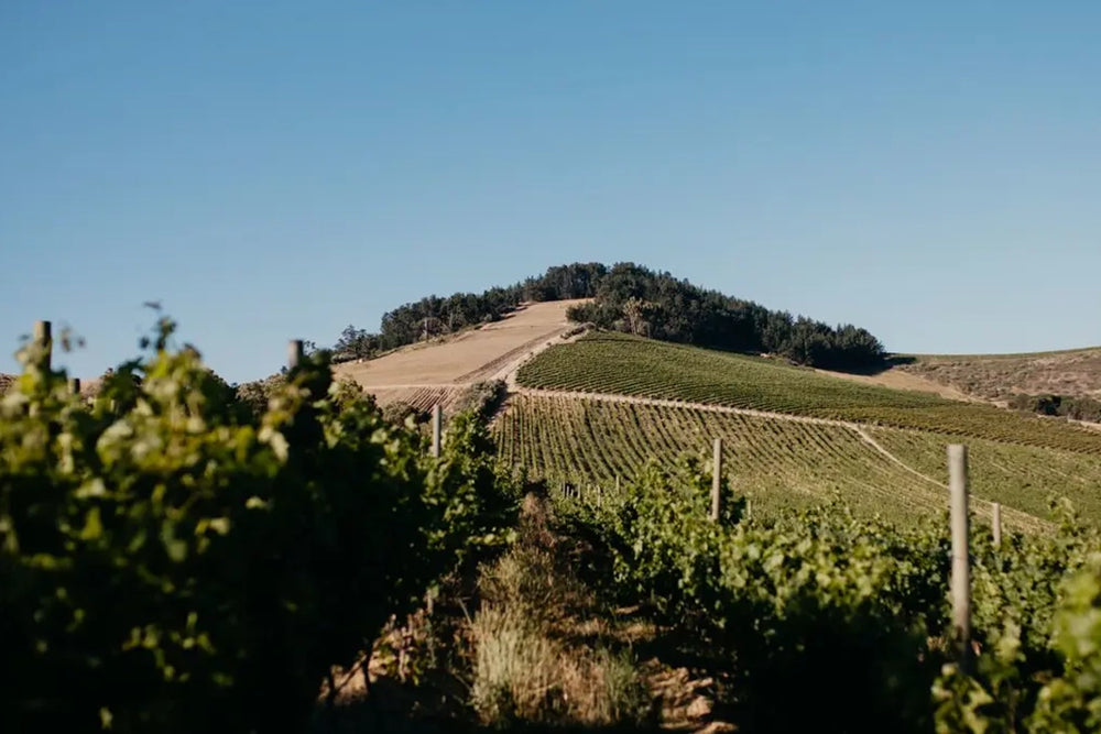 Raats Family Wines Original Chenin