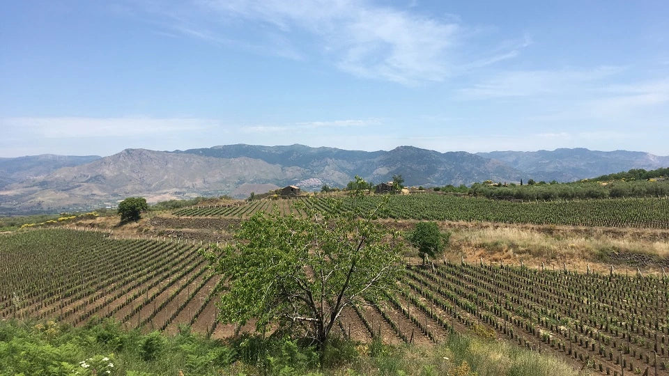 Vino Lauria