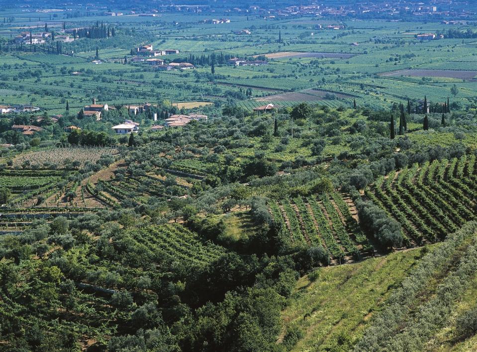 tenuta pedale primitivo puglia 2020 2020 Tenuta del Pajaru 'Picuraru' Primitivo Puglia IGT