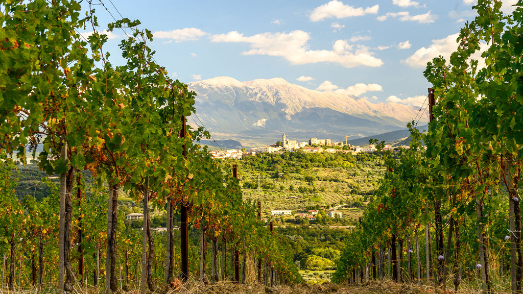 Pasetti White 2022 Pasetti Collecivetta Abruzzo Pecorino DOP