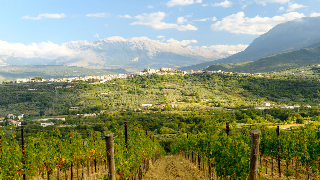 Pasetti Rachele Trebbiano White 2022 Pasetti Rachele Trebbiano Bianco Terre Aquilane IGP