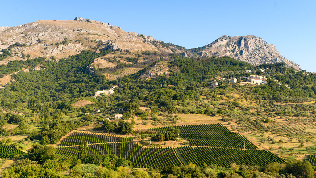 Pasetti Red 2021 Pasetti Madonnella Montepulciano D’Abruzzo DOP