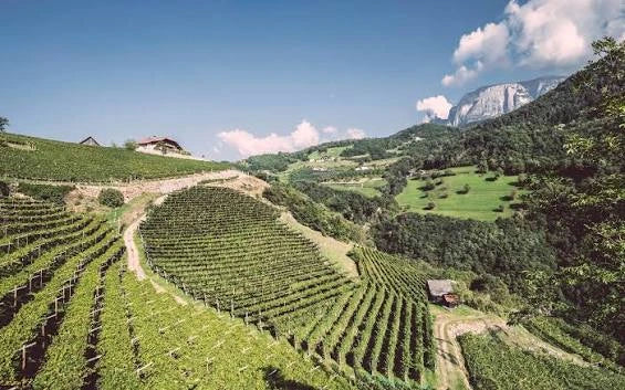 Weingut Ebner