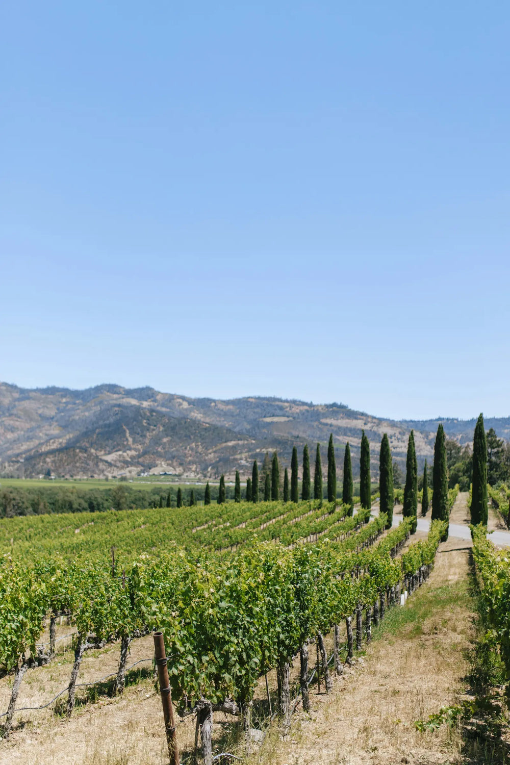 White Rock Vineyards