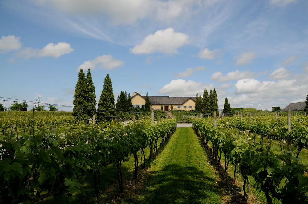 Wolffer Estate Vineyard