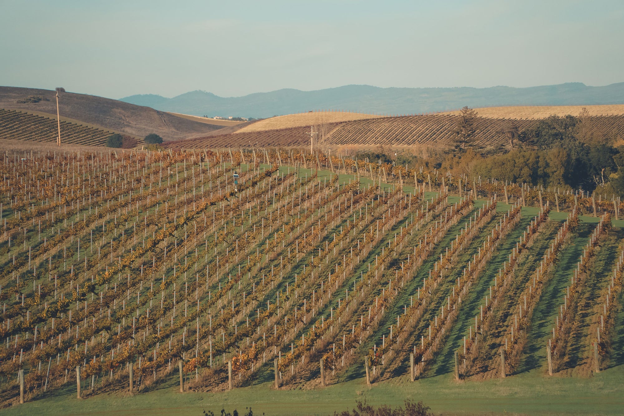 Rolling Napa Valley vineyard rows in golden autumn light