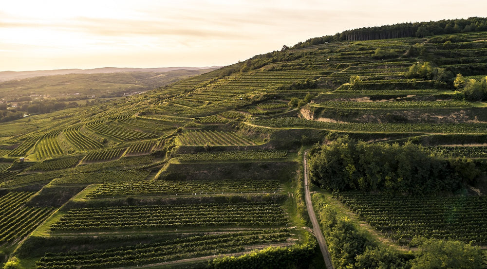 Weingut Bründlmayer