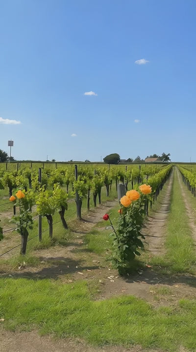 2022 Chateau Maillet Pomerol